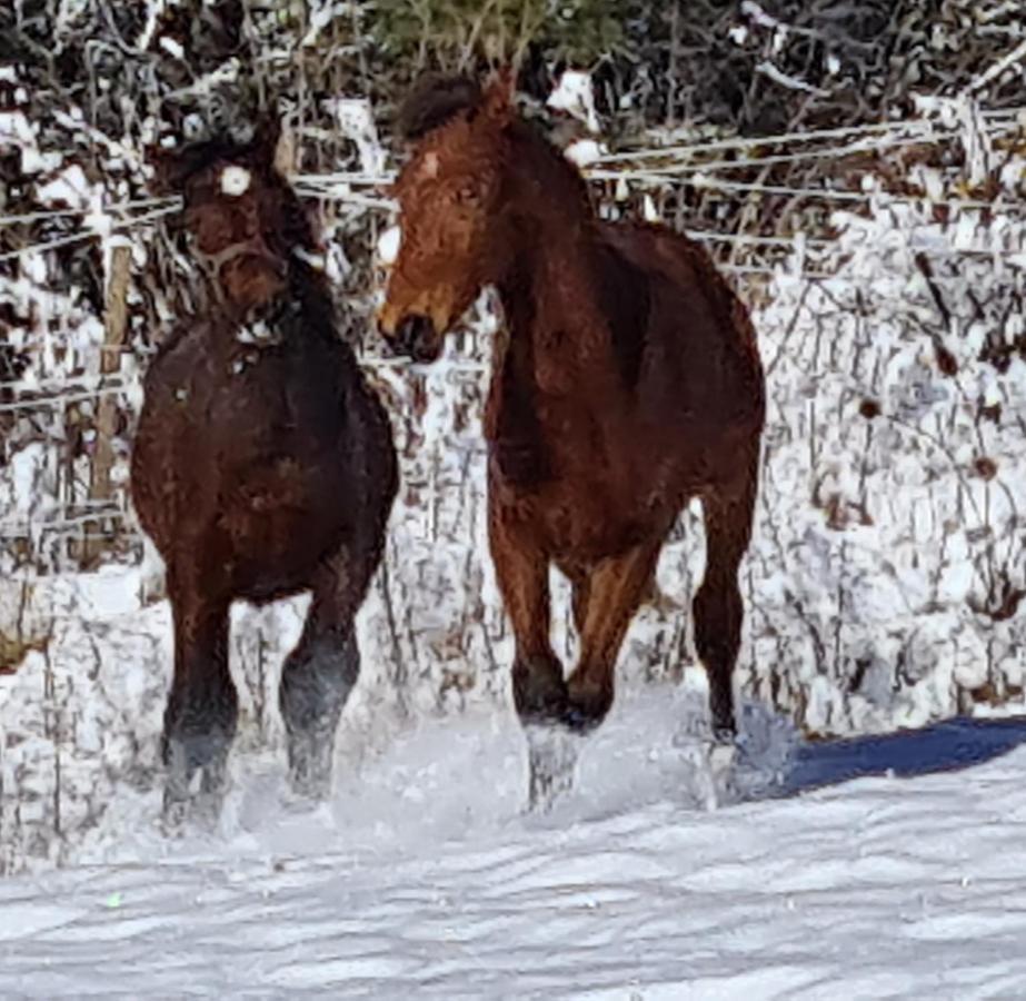 הוילה Haras De Séranon מראה חיצוני תמונה