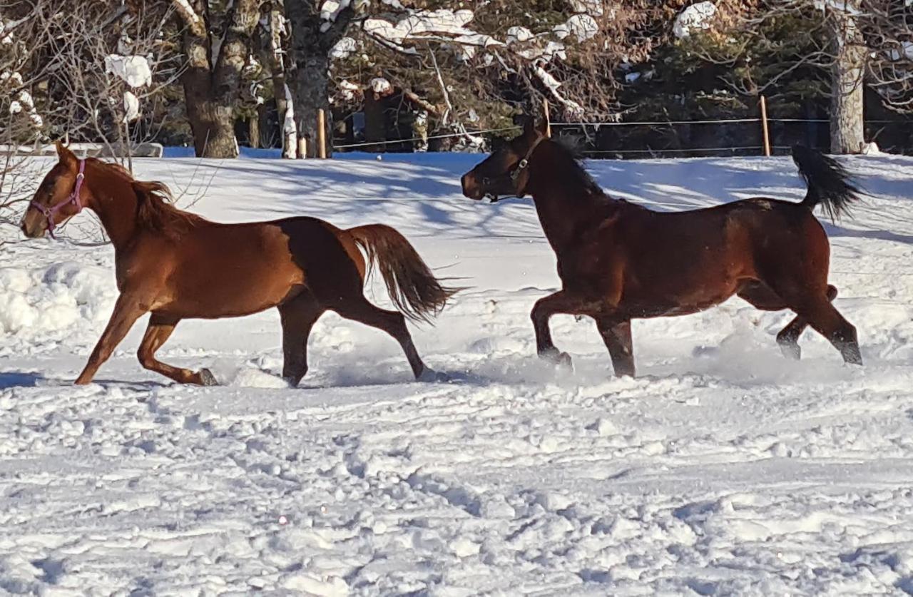 הוילה Haras De Séranon מראה חיצוני תמונה