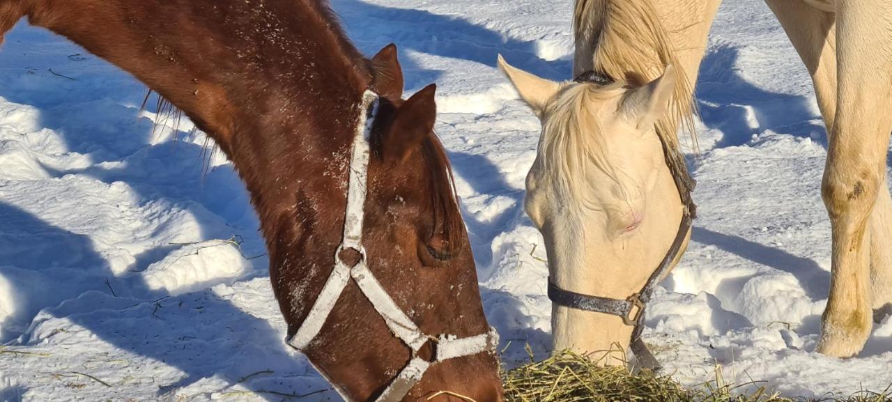 הוילה Haras De Séranon מראה חיצוני תמונה