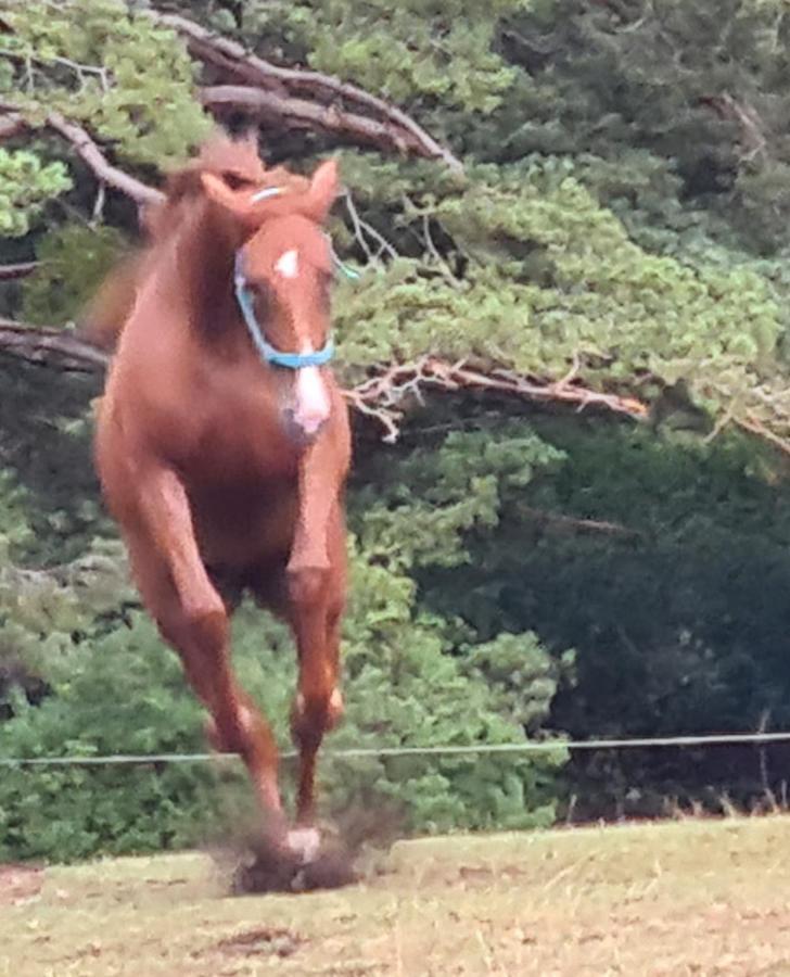 הוילה Haras De Séranon מראה חיצוני תמונה