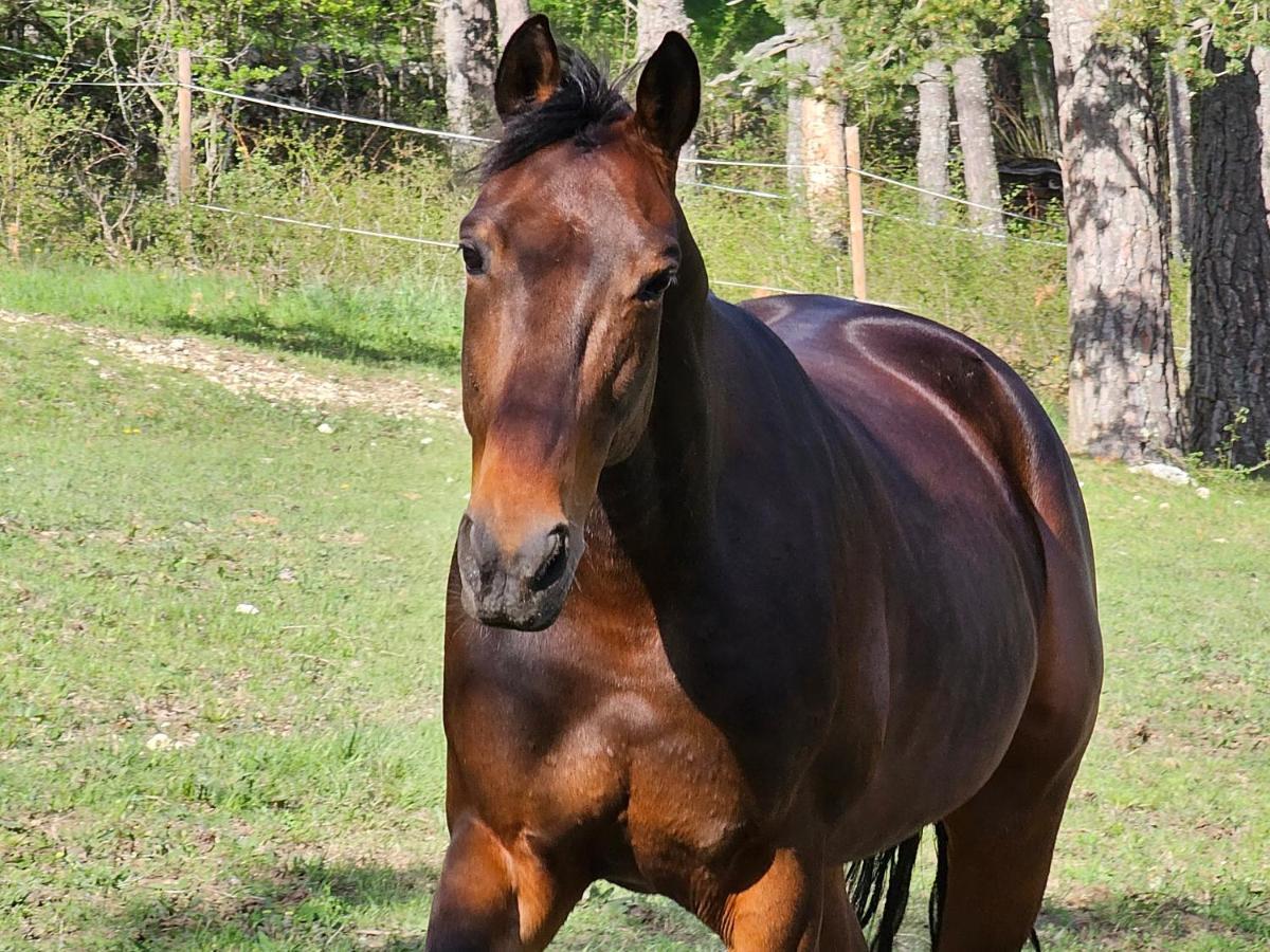 הוילה Haras De Séranon מראה חיצוני תמונה